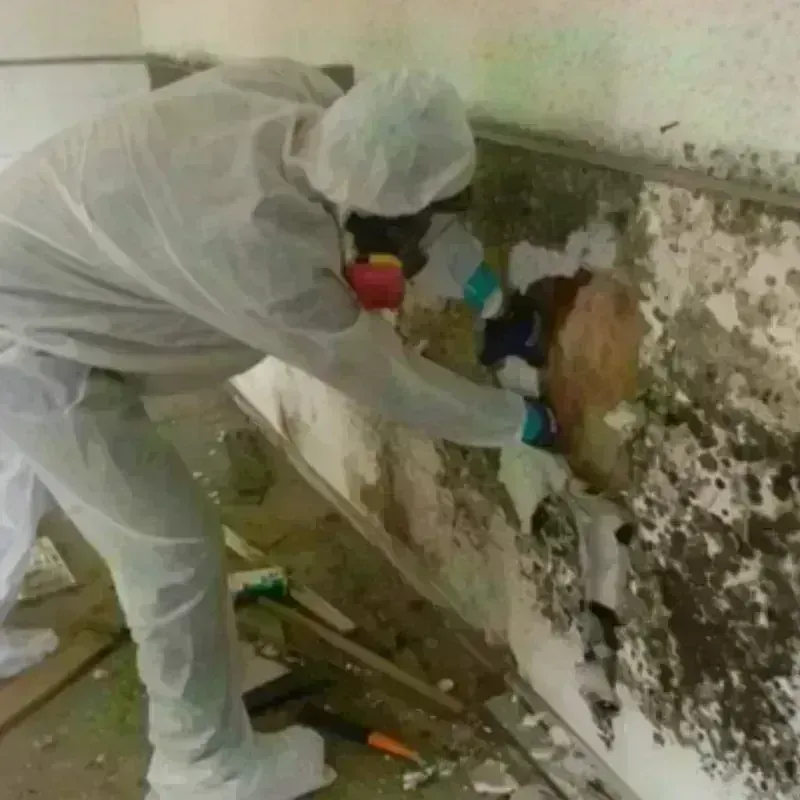 Mold Remediation and Removal in Murrells Inlet, SC